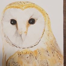 Barnowl in watercolour pencil. Drawing project by Henrieke Wiebenga - 07.20.2020