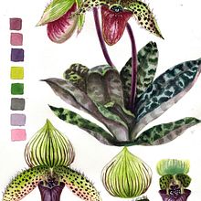 My project in Botanical Watercolor: Illustrate the Anatomy of Flowers course. Traditional illustration, Fine Arts, Painting, Drawing, Watercolor Painting, and Botanical Illustration project by dashatagrigorova - 05.25.2021