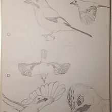 Ilustración naturalista de un Arrendajo común con acuarela. Un progetto di Illustrazione tradizionale, Pittura ad acquerello, Disegno realistico e Illustrazione naturalistica di Alirio Jimenez - 25.05.2021