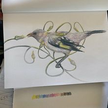 My project in Surrealist Illustration Inspired by Nature course. Traditional illustration, Pencil Drawing, Drawing, Artistic Drawing, and Naturalistic Illustration project by Monica Graham - 05.25.2021