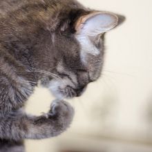 Mi Proyecto del curso: Fotografía lifestyle de gatos (en mi caso). Un projet de Photographie, Photographie de portrait, Photographie pour Instagram, Photographie documentaire, Photographie lifest , et le de Daniel Orozco Morales - 20.05.2021