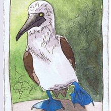 Galapagos Boobies. Un progetto di Illustrazione tradizionale, Belle arti, Bozzetti, Pittura ad acquerello e Sketchbook di Myra Clarke - 25.05.2021
