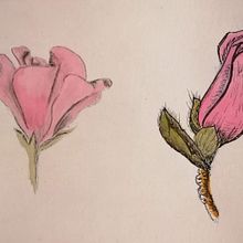 Mi Proyecto del curso: Cuaderno botánico en acuarela . Ilustrație tradițională, Pictură în acuarelă, Ilustrație botanică și Caiet de schițe de Pilar Rodriguez Habela - 05.27.2021