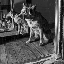 My project in Lifestyle Dog Photography course. Projekt z dziedziny Fotografia, Fotografia portretowa, Fotografia na Instagram, Fotografia dokumentalna,  Fotografia lifest i le użytkownika Françoise - 27.05.2021