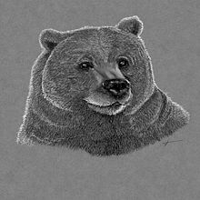 Bear. Un progetto di Illustrazione tradizionale, Bozzetti, Disegno e Illustrazione digitale di Andreu Pamies - 27.05.2021