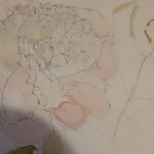 peonies. Traditional illustration project by Cliona Ryan - 05.28.2021