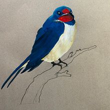 Rauchschwalbe. Traditional illustration project by Maike Maaßen - 05.28.2021