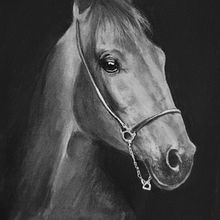 horse. Drawing project by Edit Mason - 05.28.2021