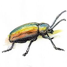 Bug - ink and watercolor Ein Projekt aus dem Bereich Traditionelle Illustration, Bildende Künste und Malerei von Mertens Guus - 18.12.2018