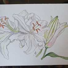 My project in Botanical Sketchbooking: A Meditative Approach course. Traditional illustration, Sketching, Drawing, Watercolor Painting, Botanical Illustration, and Sketchbook project by Jessica Bartlett - 05.27.2021
