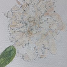 Peonies. Traditional illustration project by Cliona Ryan - 05.30.2021