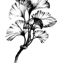 Meu projeto do curso: Desenho de tatuagem blackwork. Traditional illustration, Digital Illustration, and Tattoo Design project by lisa_penedo - 05.31.2021