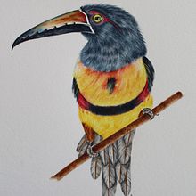 Mi Proyecto del curso: Ilustración naturalista de aves con acuarela. Traditional illustration, Watercolor Painting, Realistic Drawing, and Naturalistic Illustration project by Mari Nuñez - 04.27.2021