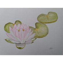 My projects in Botanical Illustration with Watercolors course. Traditional illustration, Fine Arts, Painting, Drawing, Watercolor Painting, and Botanical Illustration project by sarah.addy - 06.01.2021