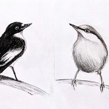 Mein Kursprojekt: Illustriere Vögel mit expressiven Aquarelltechniken. Traditional illustration, Watercolor Painting, Realistic Drawing, and Naturalistic Illustration project by Andrea R - 06.02.2021