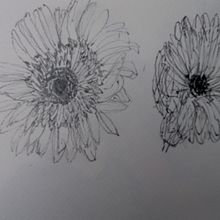 Gerbera. Traditional illustration project by Cliona Ryan - 06.03.2021