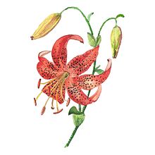 Mi Proyecto del curso: Acuarela botánica: ilustra la anatomía de las flores. Un progetto di Illustrazione tradizionale, Belle arti, Pittura, Disegno, Pittura ad acquerello e Illustrazione botanica di Mariana Quinteros - 04.06.2021