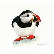 My project in Naturalist Bird Illustration with Watercolors course. Projekt z dziedziny Trad, c, jna ilustracja, Malowanie akwarelą, R, sunek realist, czn, Ilustracja naturalist i czna użytkownika Laure Perron - 05.06.2021