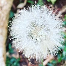 Natural aos olhos de quem vê. Un progetto di Fotografia con smartphone di Débora Garcia - 05.06.2021
