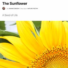 The Sunflower. Writing project by Gigi Gibson - 06.07.2021