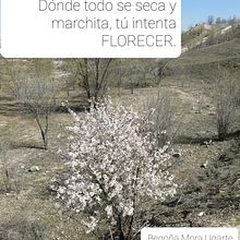 FLORECE!. Projekt z dziedziny Cop, writing, Pisanie, Design, Projektowanie dla portali społecznościow i ch użytkownika Begoña Mora Ugarte - 07.06.2021