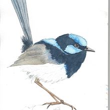 My project in Naturalist Bird Illustration with Watercolors course. Traditional illustration, Watercolor Painting, Realistic Drawing, and Naturalistic Illustration project by brecko - 06.08.2021