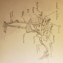 Skeleton of bird  . Design de Katie North - 06.08.2021