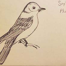 Bird sketches . Ilustrasi tradisional proyek oleh Katie North - 06.08.2021