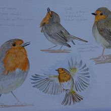 Mi Proyecto del curso: Ilustración naturalista de aves con acuarela. Un progetto di Illustrazione tradizionale, Pittura ad acquerello, Disegno realistico e Illustrazione naturalistica di Cristhian Rojas Granados - 07.06.2021