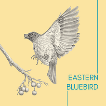 Eastern Bluebird Illustration. Projekt z dziedziny Trad, c, jna ilustracja,  Sztuki piękne, Projektowanie graficzne, Sketching, R, sunek ołówkiem,  R, sunek, R, sunek realist, czn,  R, sunek art, st, czn, R, sunek anatomiczn, Ilustracja naturalist i czna użytkownika MYC A - 09.06.2021