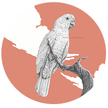 Philippine Cockatoo. Een project van Traditionele illustratie,  Tekening, Realistische tekening,  Artistieke tekening, Anatomisch tekenen y  Beeldende kunst van MYC A - 09.06.2021