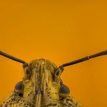 Chinche Apestosa, Stink Bug, Stinkender Käfer. Un proyecto de Fotografía, Fotografía documental, Fotografía de estudio y Fotografía de retrato de Sergio Gómez - 05.04.2021