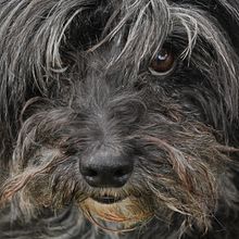 Perros de las calles de Santa Isabel. Photograph, Digital Photograph, and Photographic Composition project by Francisco Quatrin - 06.10.2021