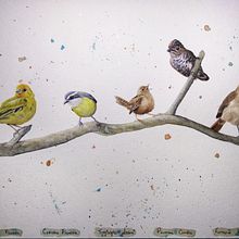 Meu projeto do curso: Técnicas expressivas de aquarela para ilustração de pássaros. Een project van Traditionele illustratie, Aquarelschilderen, Realistische tekening y Naturalistische illustratie van Lindsay Korth - 23.05.2021