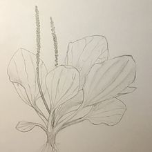 Botanique. Ilustração tradicional, Pintura em aquarela e Ilustração botânica projeto de Mathilde Daffos - 16.06.2021