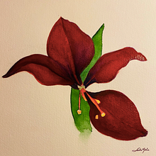 Meu projeto do curso: Aquarela botânica: ilustre a anatomia das flores. Un progetto di Illustrazione tradizionale, Belle arti, Pittura, Disegno, Pittura ad acquerello e Illustrazione botanica di Leda Prado - 15.06.2021