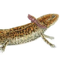 Achoque de Zacapu - Ambystoma andersoni. Un progetto di Illustrazione tradizionale e Educazione di Balamoc - 26.03.2020