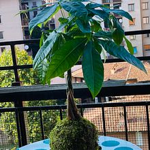 Il mio progetto del corso: Kokedama: crea una fioriera naturale con il muschio. Un proyecto de Artesanía, Diseño de interiores, Paisajismo, Decoración de interiores y DIY de Belkis Lopez - 16.06.2021