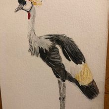 Mi Proyecto del curso: Ilustración naturalista de aves con acuarela. Projekt z dziedziny Trad, c, jna ilustracja, Malowanie akwarelą, R, sunek realist, czn, Ilustracja naturalist i czna użytkownika Desirée Serna - 11.06.2021