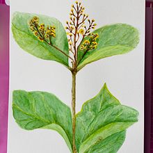 Projeto aquarela botânica  Ein Projekt aus dem Bereich Bildende Künste von jacsobral - 19.06.2021