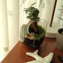 Kokedamas. Interior Design project by Marta Freitas - 06.20.2021