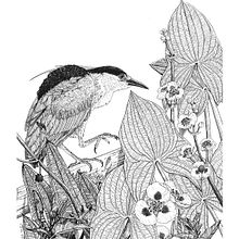 Obra seleccionada para la EXPOSICIÓN  DE  ILUSTRACIÓN  CIENTÍFICA  Y  NATURALISTA de Arte Botánico Argentino 2020. Un progetto di Illustrazione naturalistica e Illustrazione con inchiostro di Juan de Souza - 20.06.2021