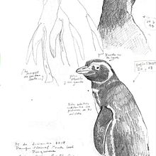 Apuntes de pinguinera en la Reserv Ria Deseado en Puerto Deseado, Santa Cruz. PATAGONIA. Un proyecto de Dibujo a lápiz, Ilustración con tinta y Dibujo de Juan de Souza - 20.06.2021