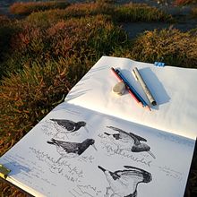 Apuntes de campo en la Reserva Natural Urbana de Rio  Gallegos (Santa Cruz) PATAGONIA. Sketchbook, Pencil Drawing, Drawing, Watercolor Painting, and Naturalistic Illustration project by Juan de Souza - 06.20.2021