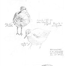 Apuntes de campo en la Reserva Natural Urbana de Rio Gallegos II (Santa Cruz) PATAGONIA. Drawing, Pencil Drawing, Naturalistic Illustration, Sketchbook, and Sketching project by Juan de Souza - 06.20.2021