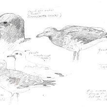 Apuntes de campo en la Reserva Natural Urbana de Rio Gallegos III (Santa Cruz) PATAGONIA. Sketchbook, Naturalistic Illustration, Sketching, and Pencil Drawing project by Juan de Souza - 06.20.2021