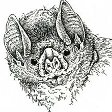 Rostros de murcielagos nativos de Argentina . Traditional illustration, Naturalistic Illustration & Ink Illustration project by Juan de Souza - 06.20.2021