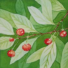 Cherries project in Negative Watercolor Painting for Botanical Illustration course. Un proyecto de Ilustración tradicional, Pintura a la acuarela e Ilustración botánica de Ecaterina Moraru - 03.06.2021