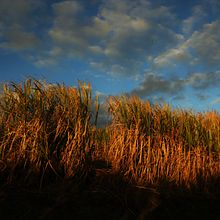 Nature et Authenticité. Photograph project by zantac2 - 06.20.2021