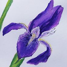 My project in Botanical Illustration with Watercolors course. Projekt z dziedziny Trad, c, jna ilustracja,  Sztuki piękne,  Malarstwo,  R, sunek, Malowanie akwarelą, R i sunek botaniczn użytkownika Zuzana Zachová - 20.06.2021